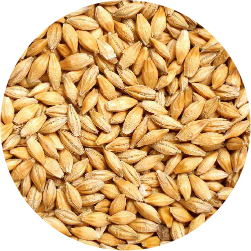 semillas de la empresa Chico Martín semillas