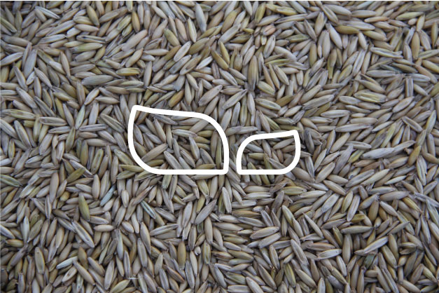 semillas de la empresa chico martín semillas con el logo de la empresa